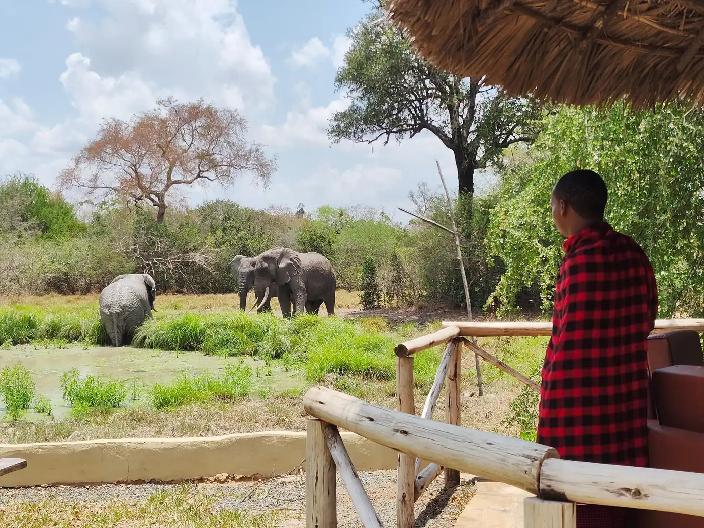 Elephants at the waterhole, seen from the lodge