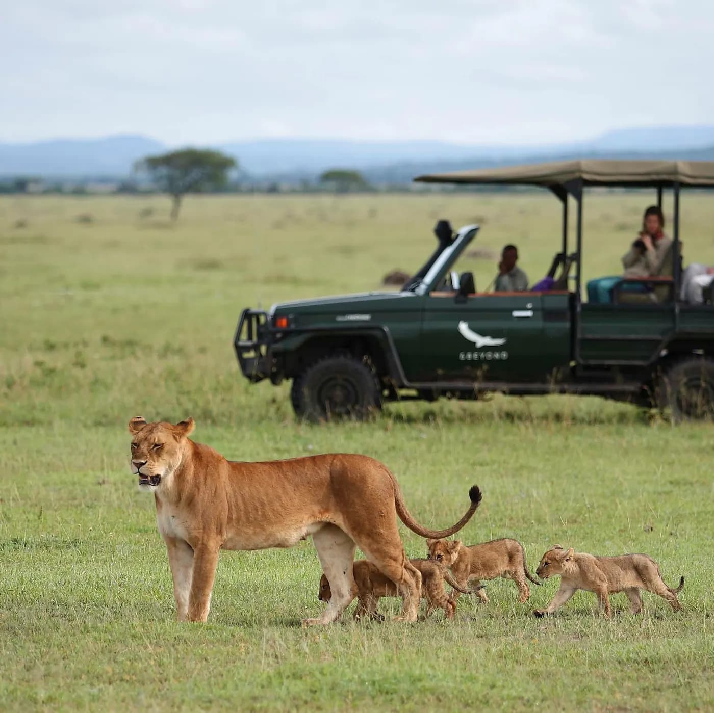 Lioness and cubs beside the vehicle