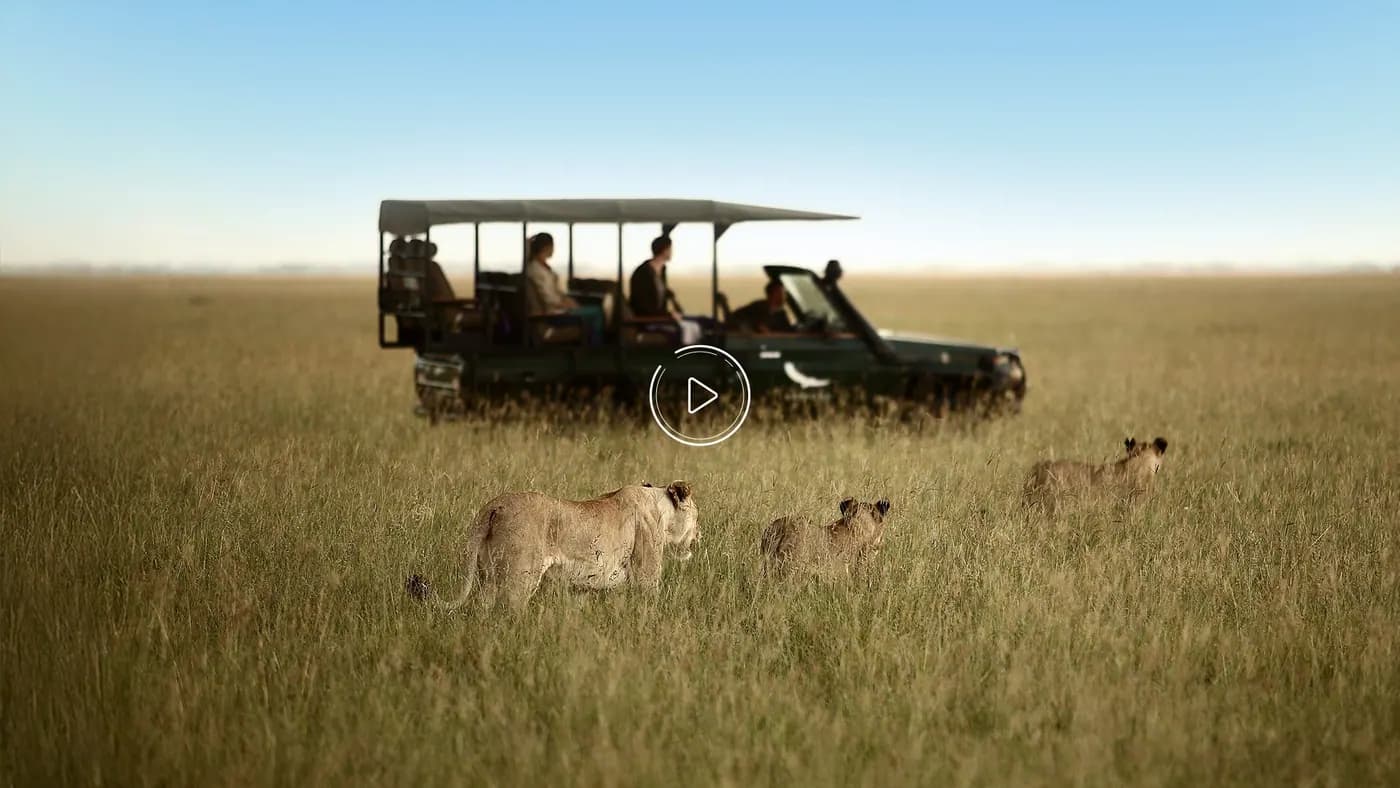Lions from the game vehicle