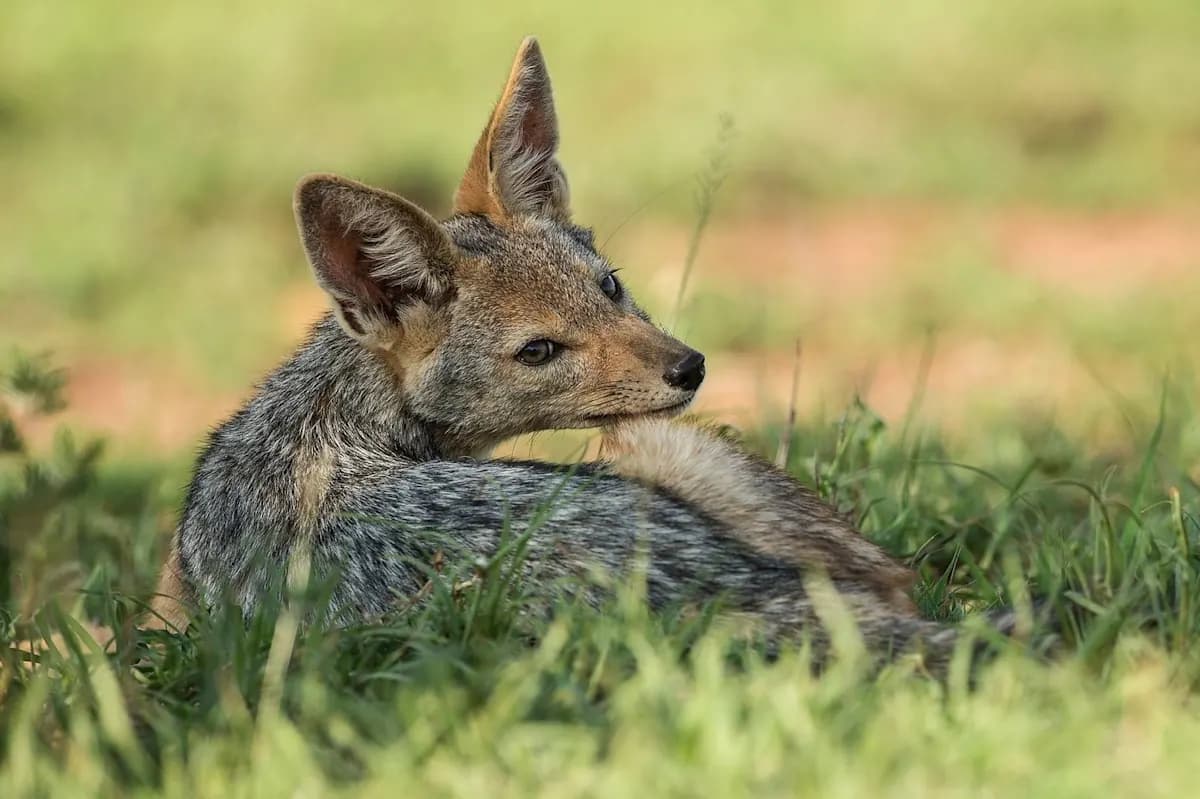 Jackal in the grass