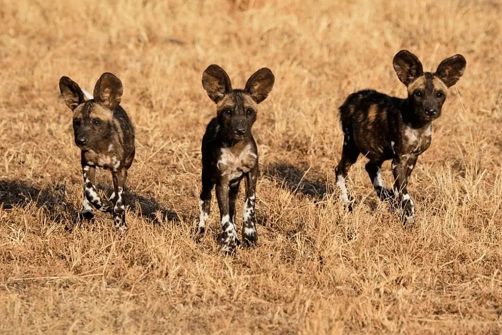 Wild dogs on the plain