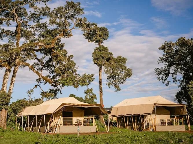 Guest tents under the acacias