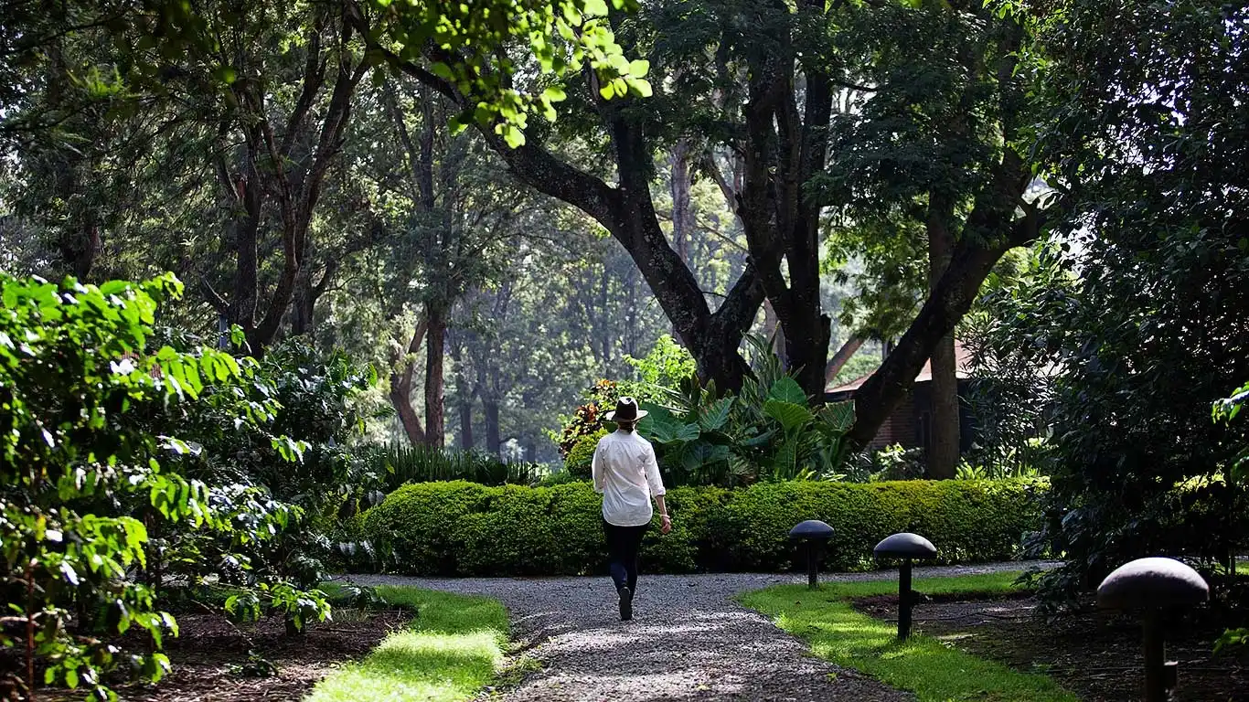 Garden path under the trees