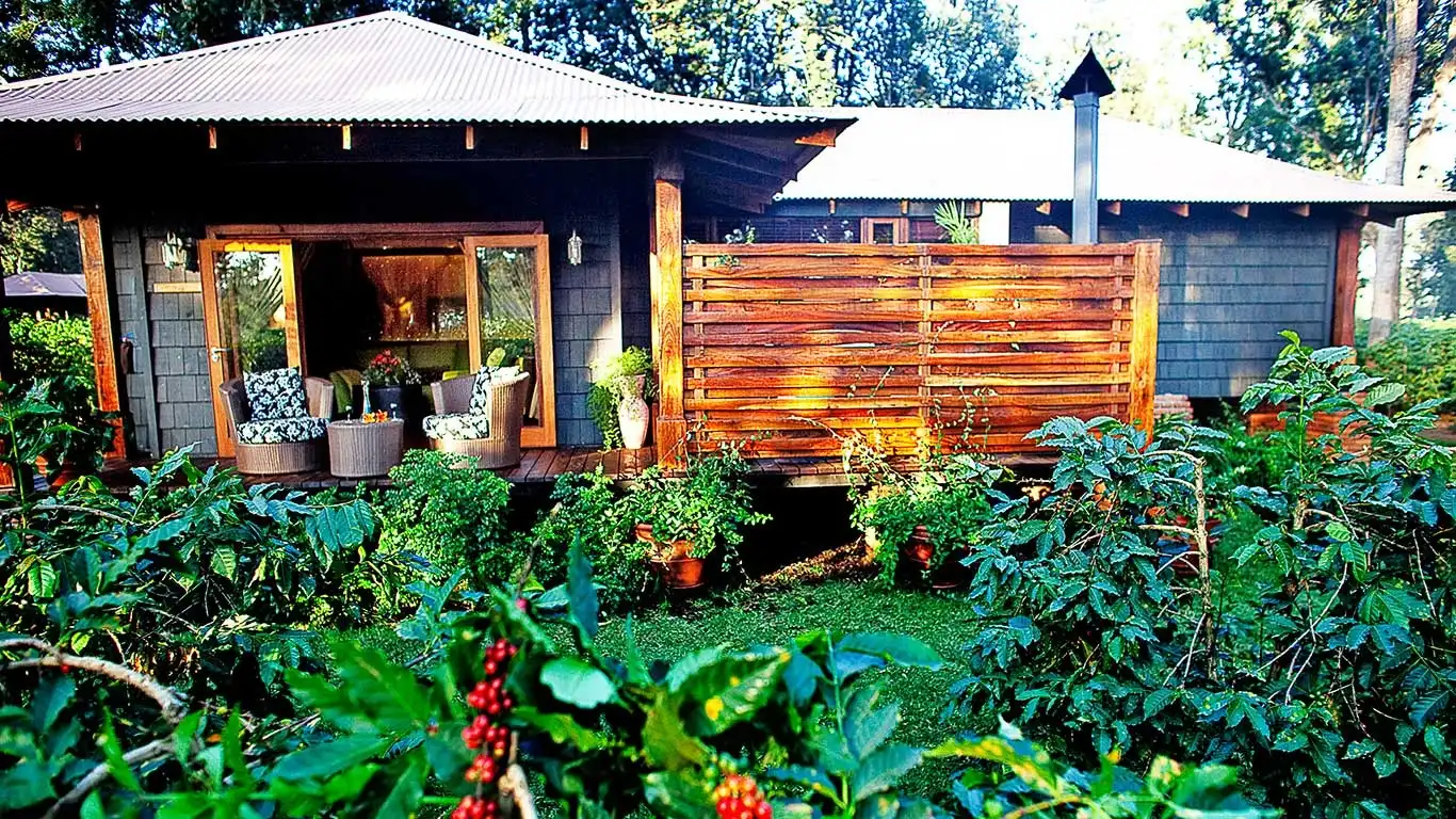 A Plantation House among the coffee