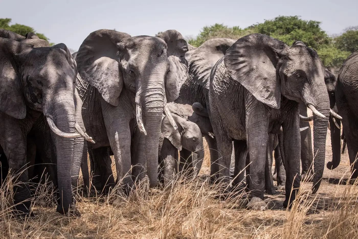 Elephant family at close quarters
