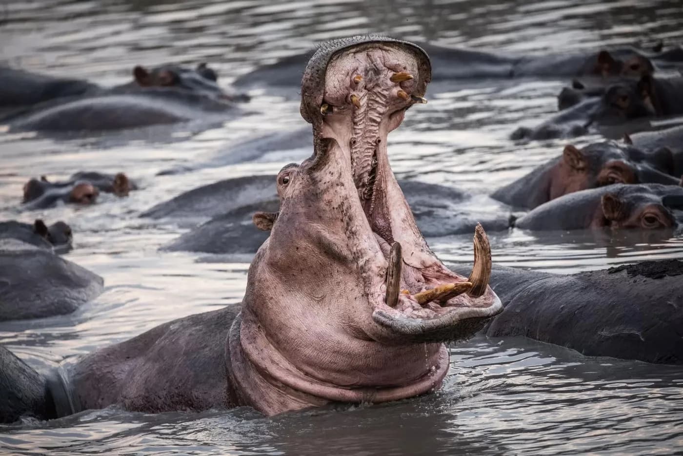 Hippo yawning in a crowded pool