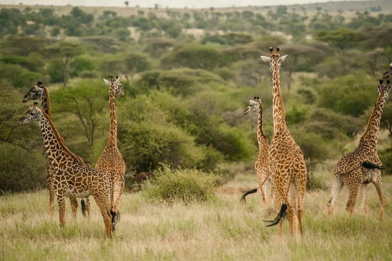 Giraffes on a game drive