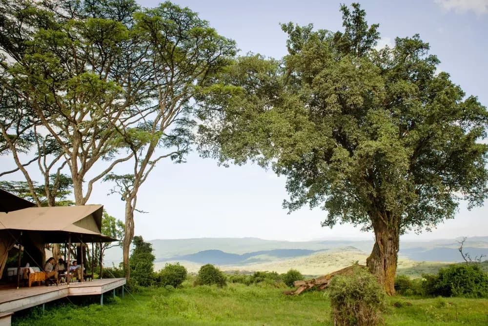 Acacia above the crater