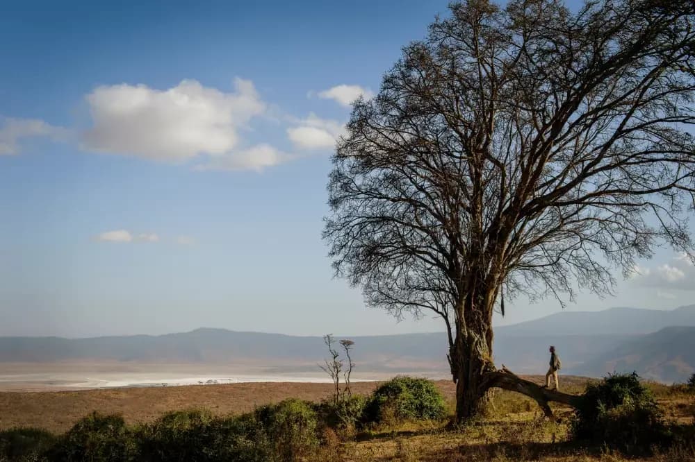 Tree above the crater floor