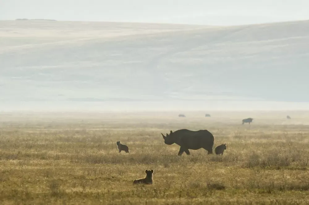 Rhino on the crater floor