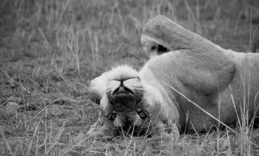 Lion in the grass