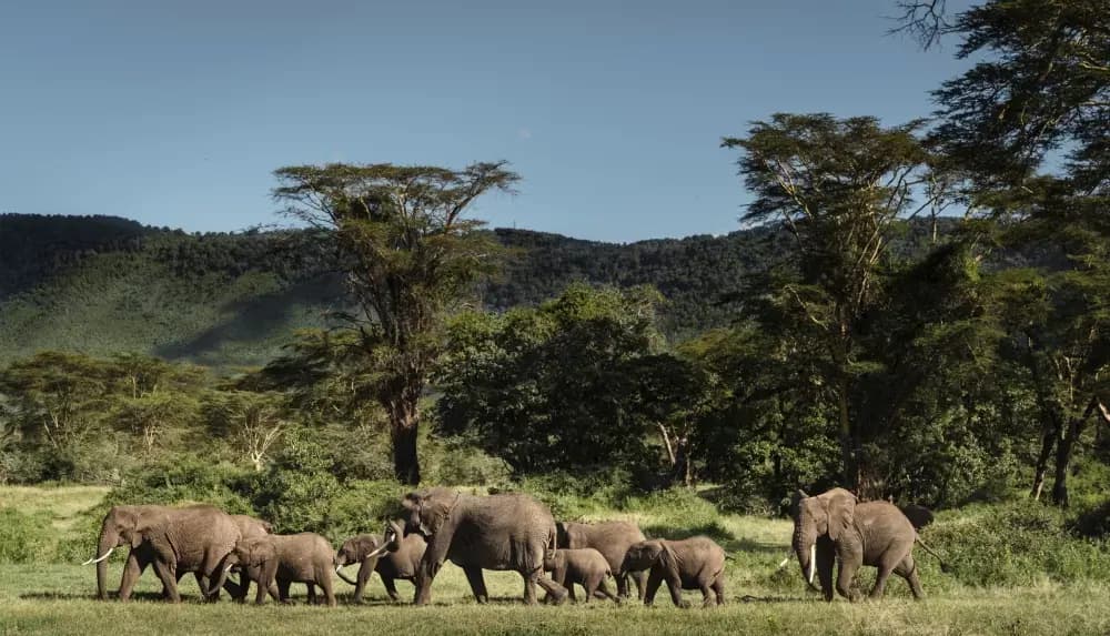 Elephant herd in the highland forest