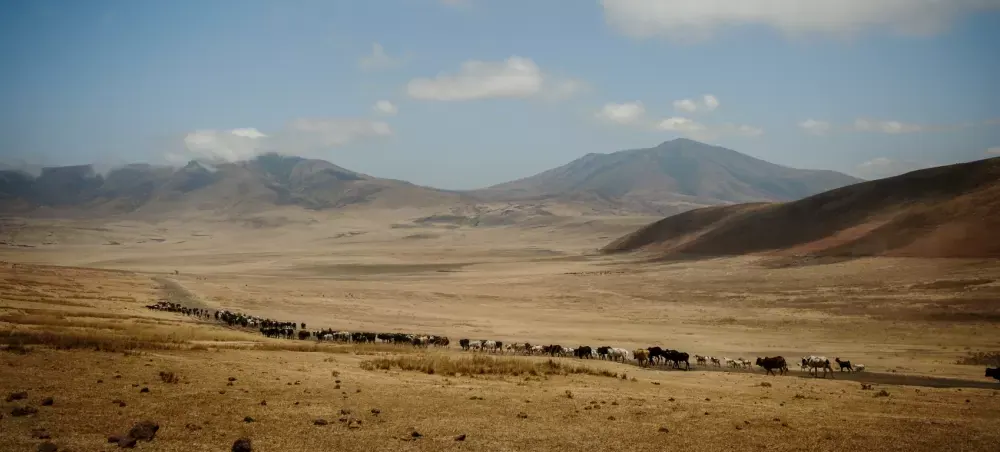 Wildebeest on the crater floor