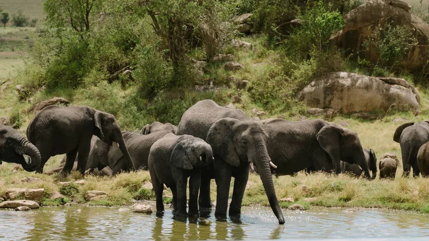 Elephant herd drinking at the lodge waterhole