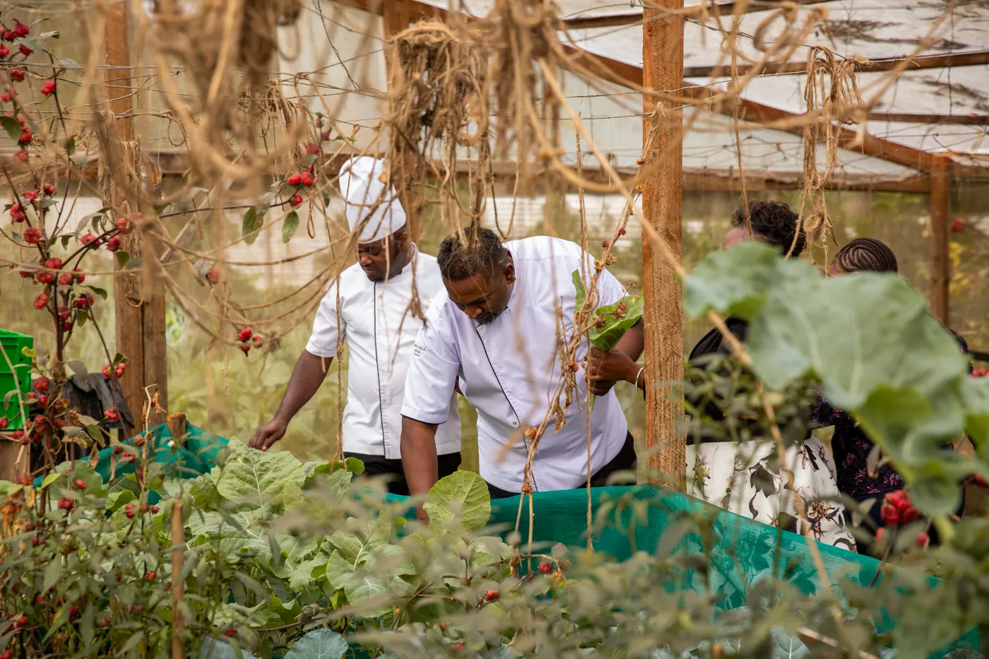 Chefs in the kitchen garden