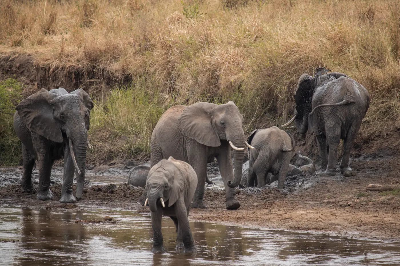 Elephants at the waterhole