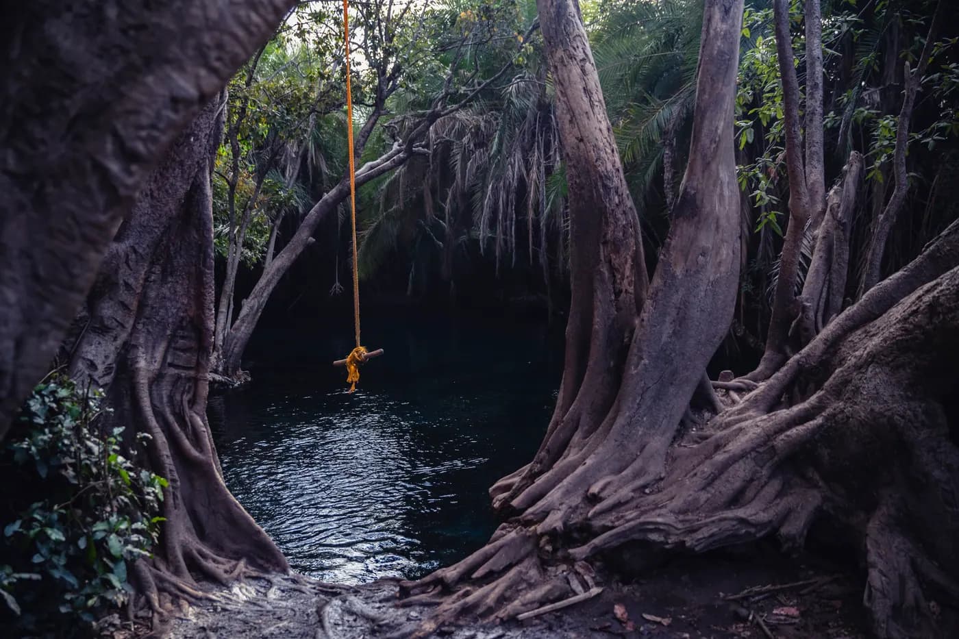 Rope swing at the fig-tree pool