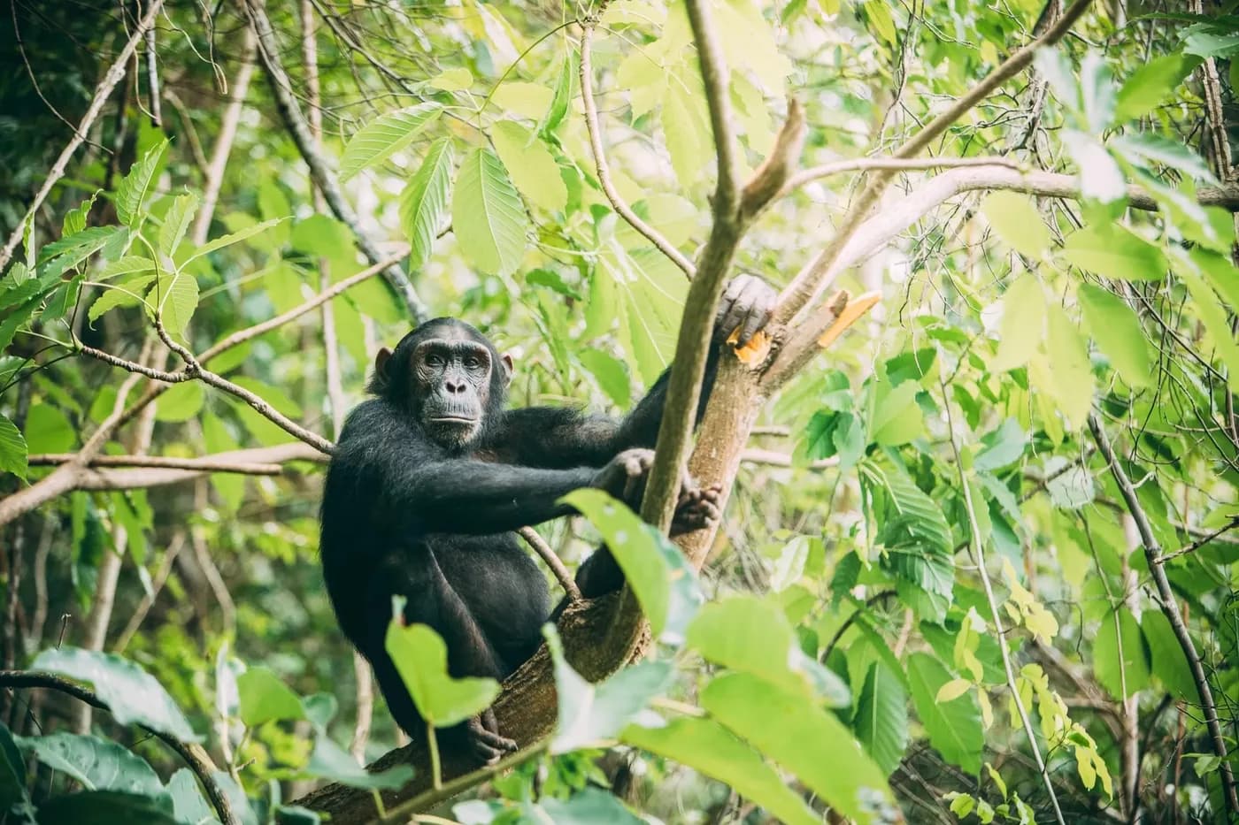 Chimpanzee in the forest canopy