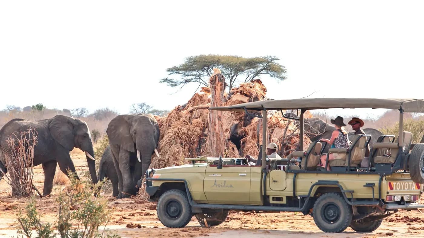Elephants beside the game-drive vehicle