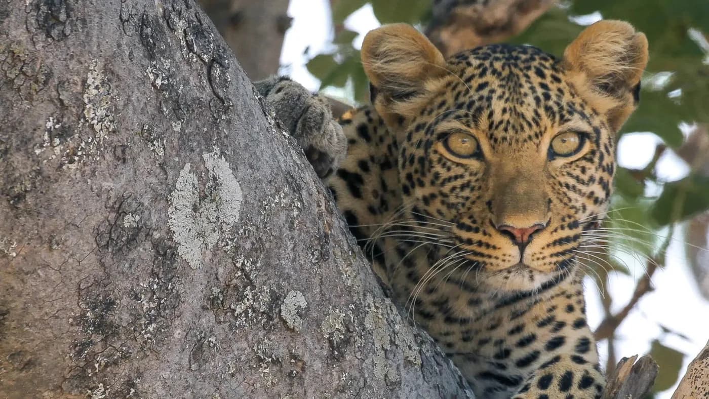 Leopard resting in a tree