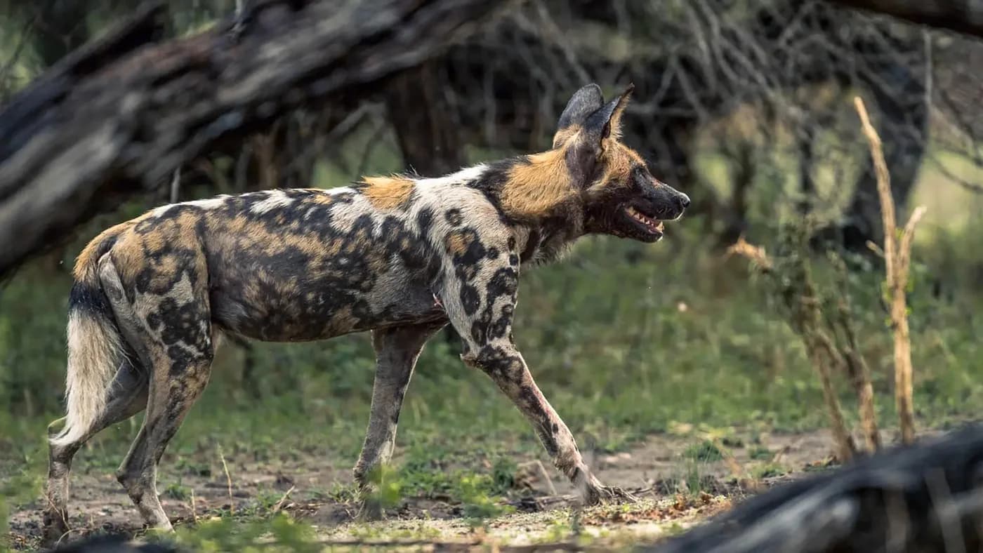 Wild dog on the move