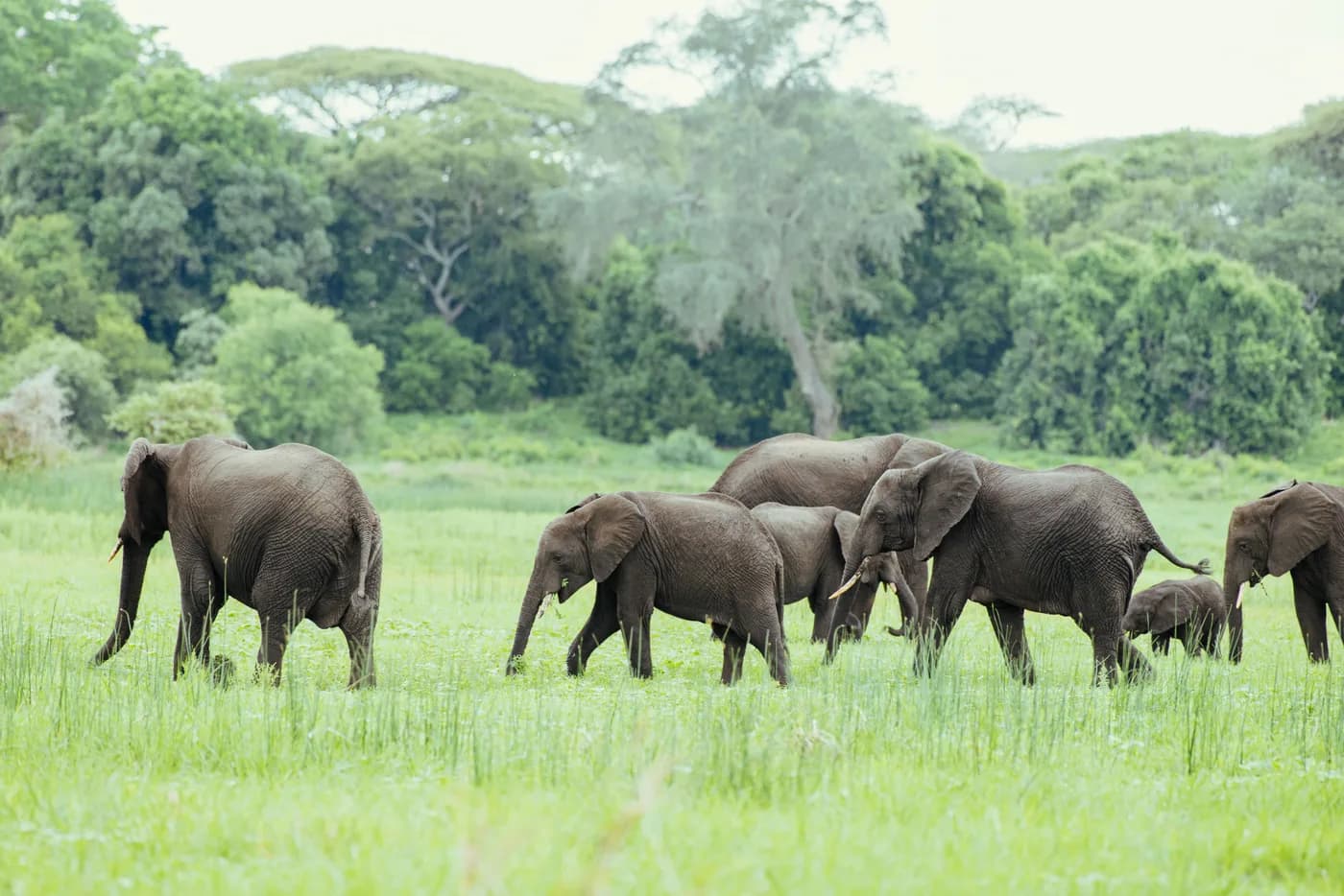 Elephant herd crossing the green plain