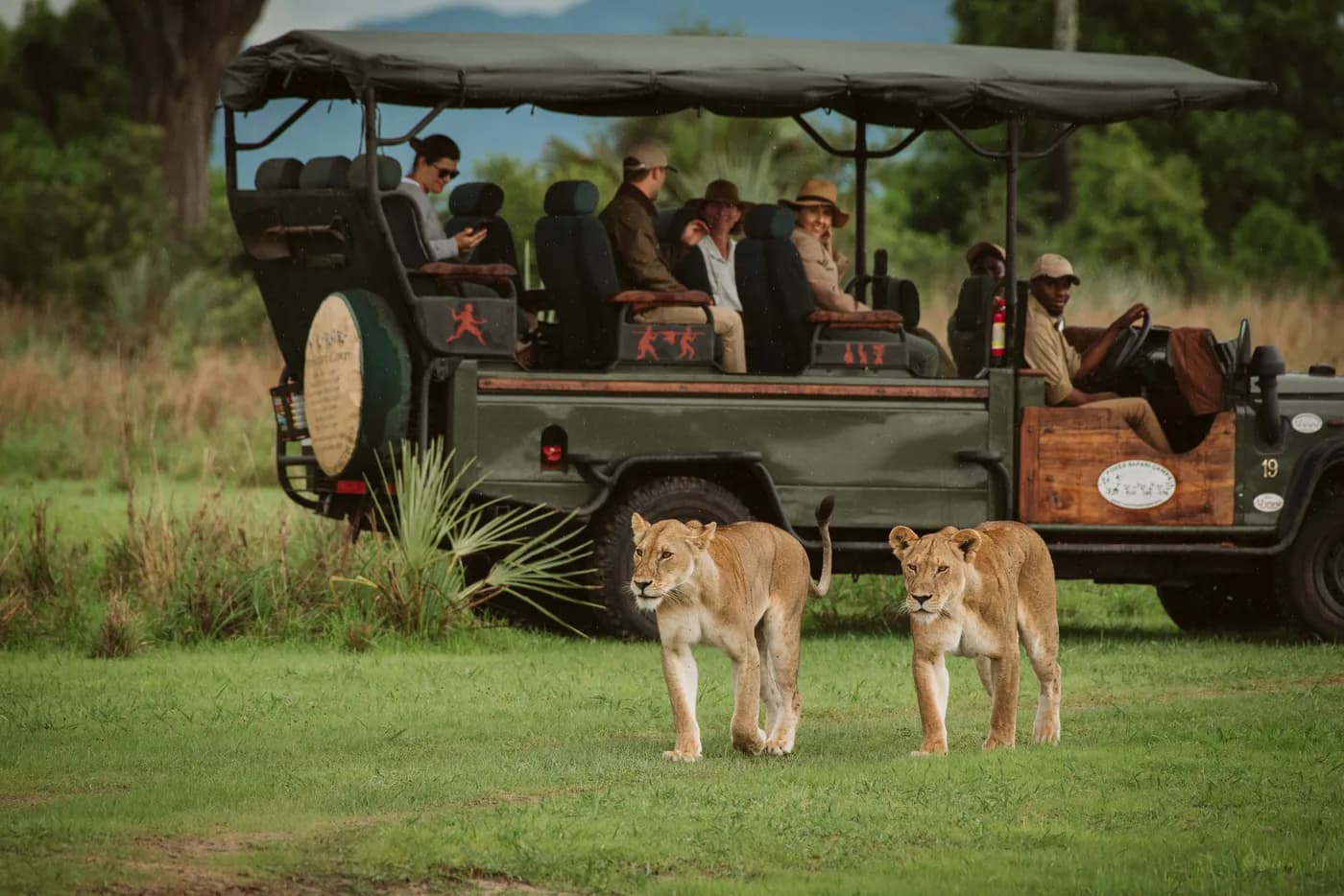 Lionesses walking past a game-drive vehicle