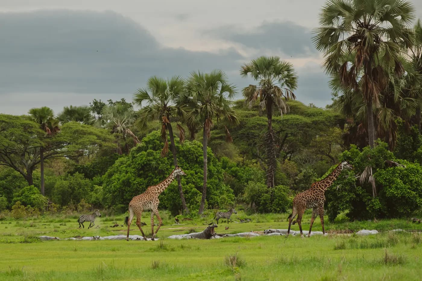 Giraffe among the palms