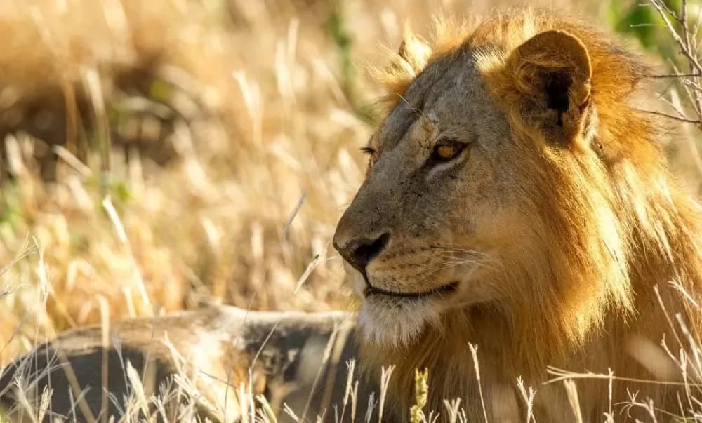 Lion in the golden grass