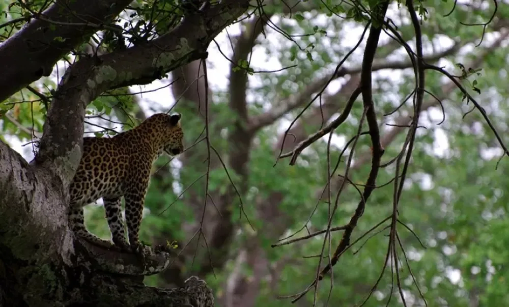 Leopard in a tree