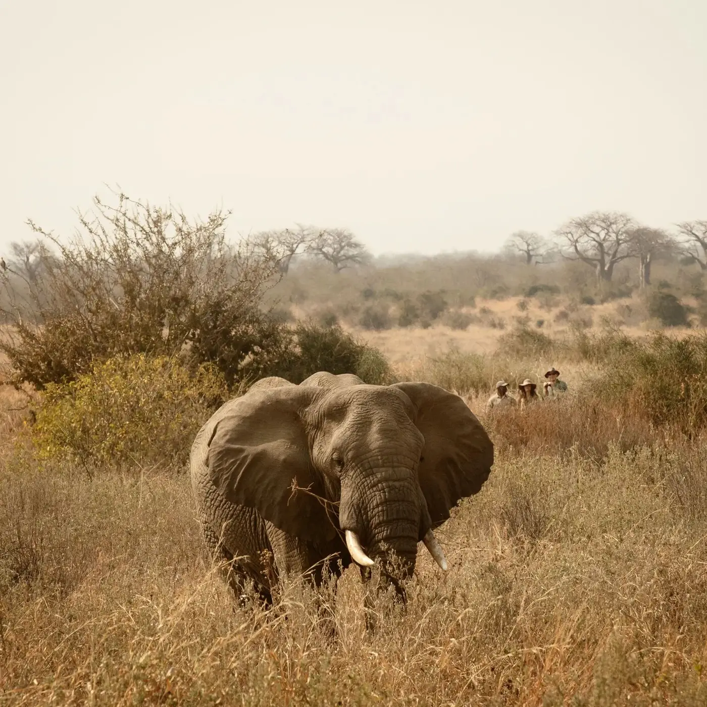 Elephant in the dry grass