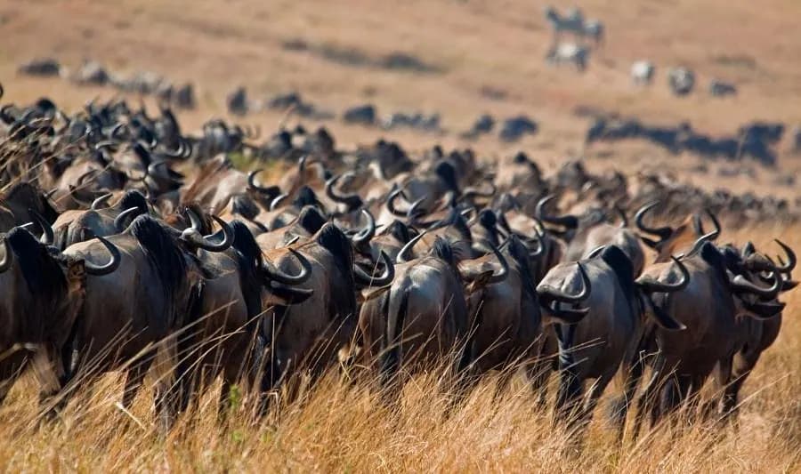 Wildebeest herd on the move
