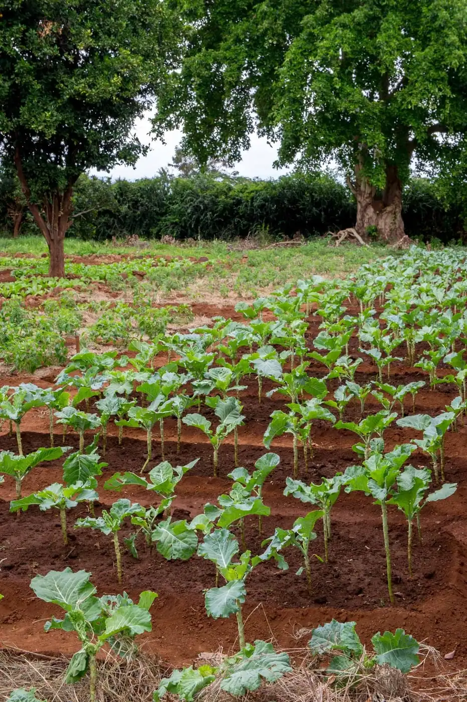The lodge's vegetable garden