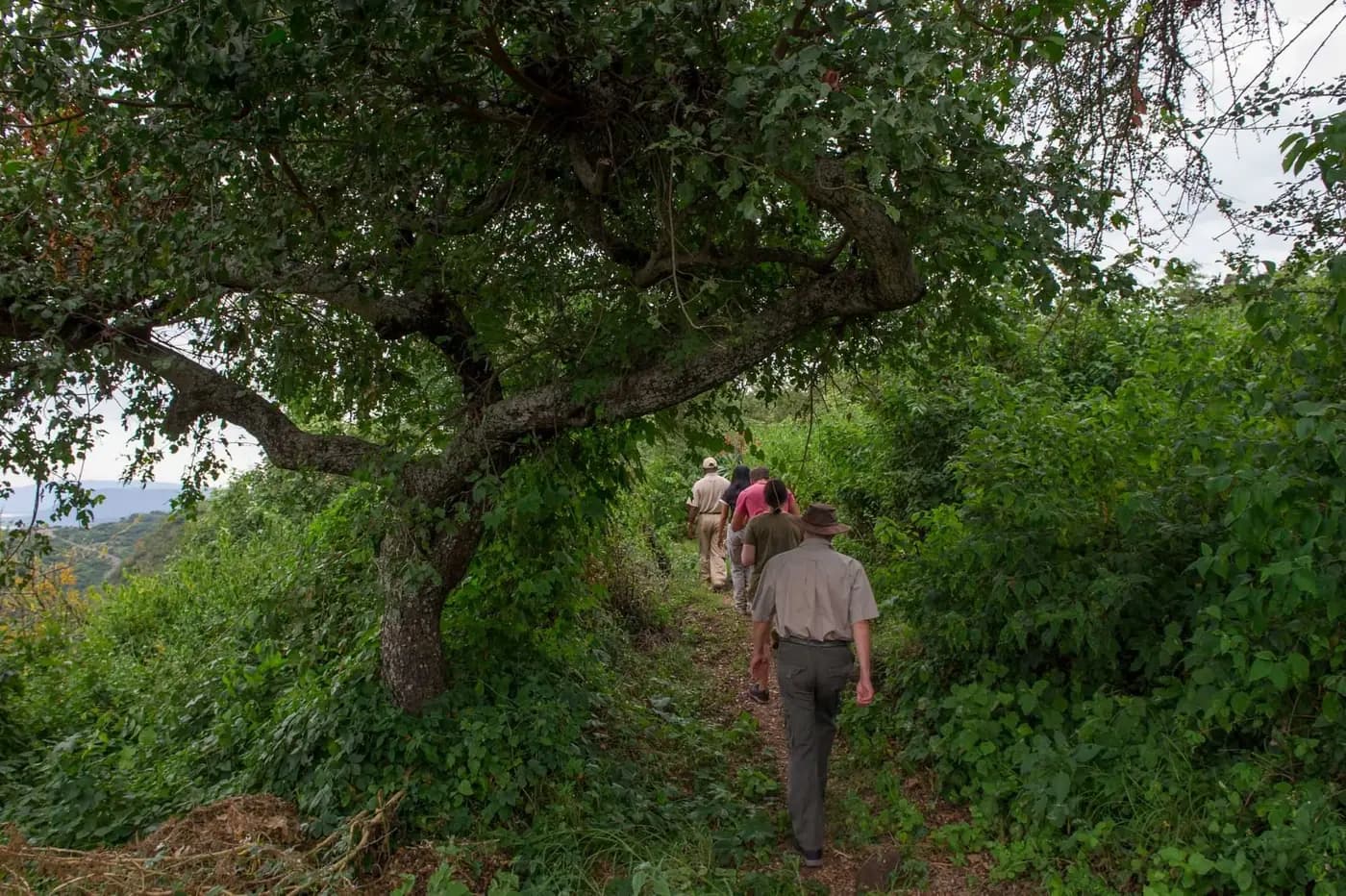 Guided walk through the trees