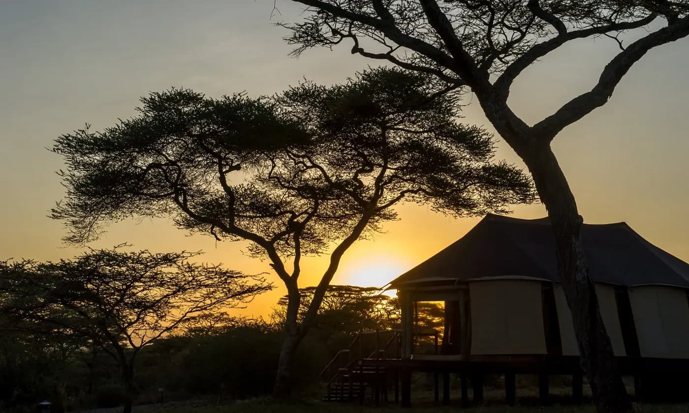 Tent beneath the acacias at sunset