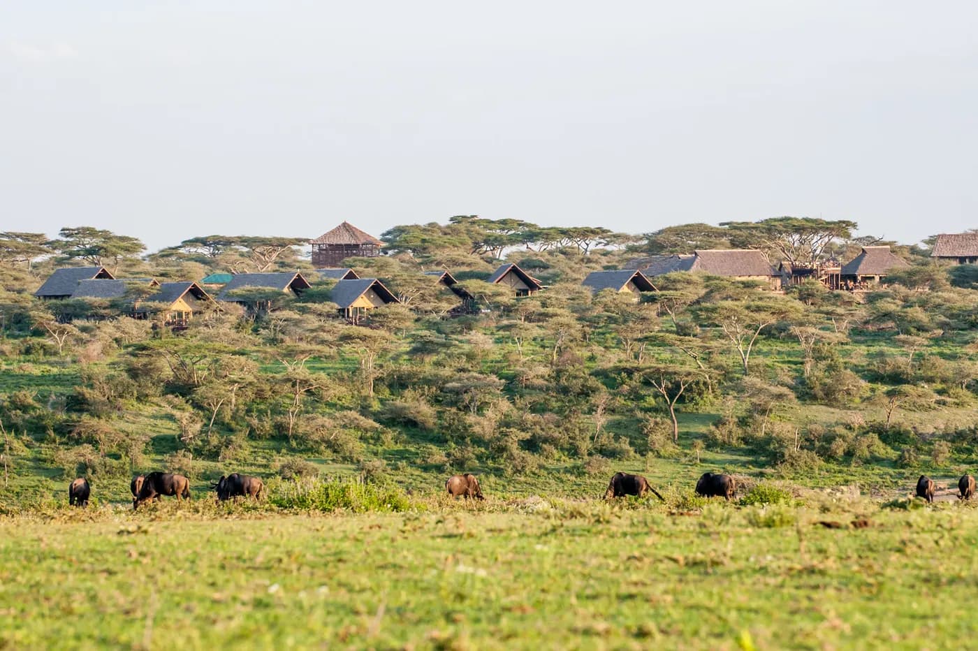 Camp roofs above the plains