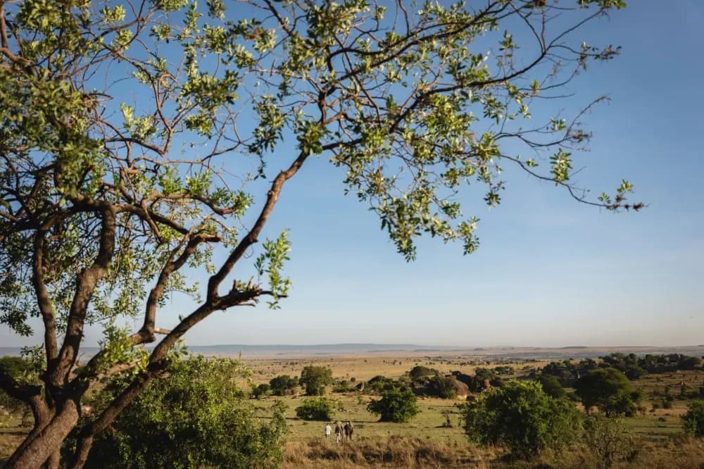 Tree above the Serengeti plains