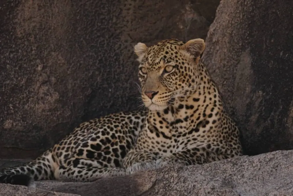 Leopard on the kopje