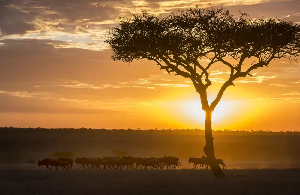 Acacia at sunset