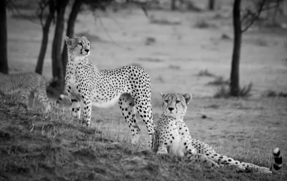 Cheetahs on the plain