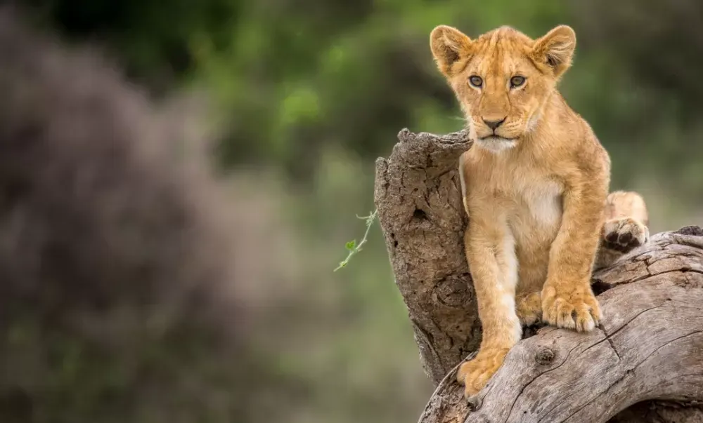 Lion cub on a rock