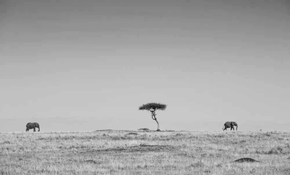 Lone tree on the plain