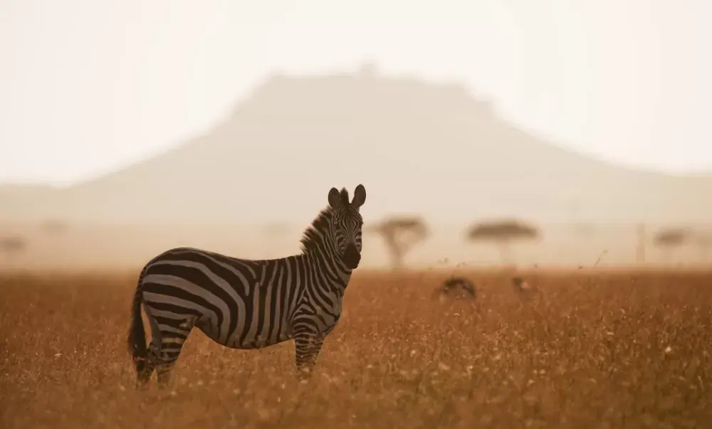 Zebra in the morning dust