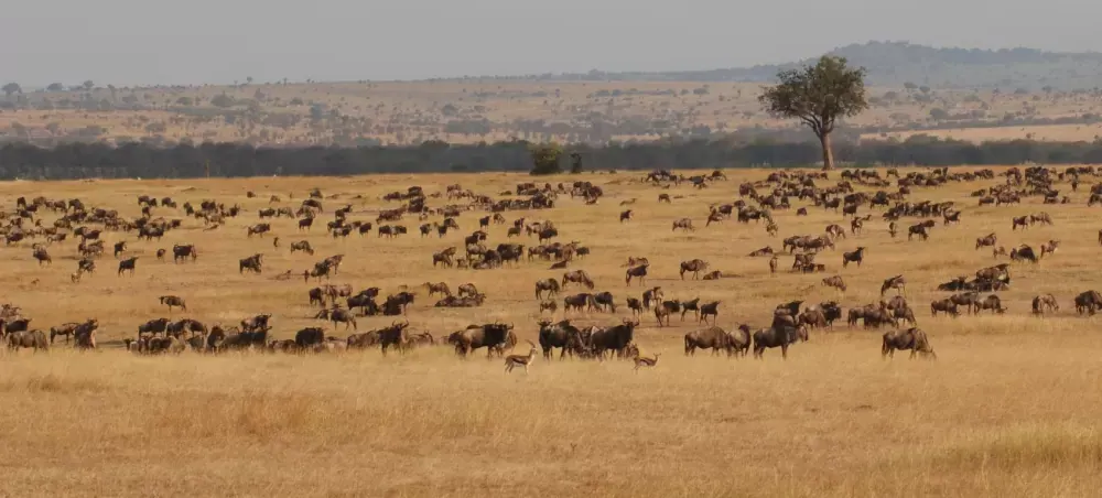 Wildebeest herd on the plains