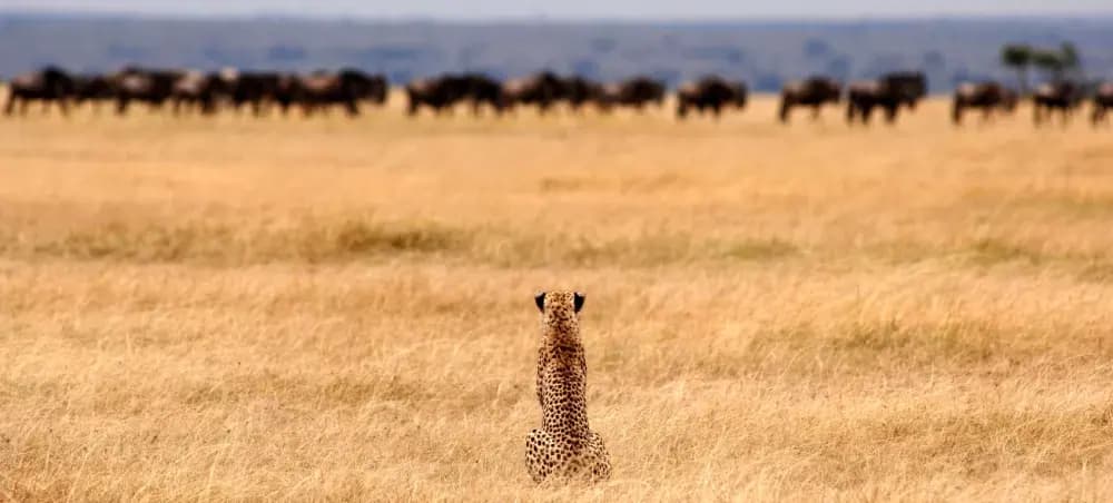 Cheetah watching from the grass