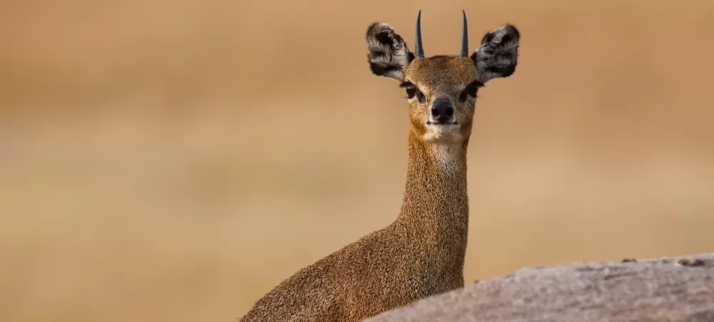 Klipspringer on the rocks