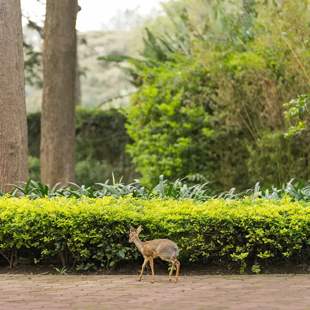 Dik-dik on the lawn