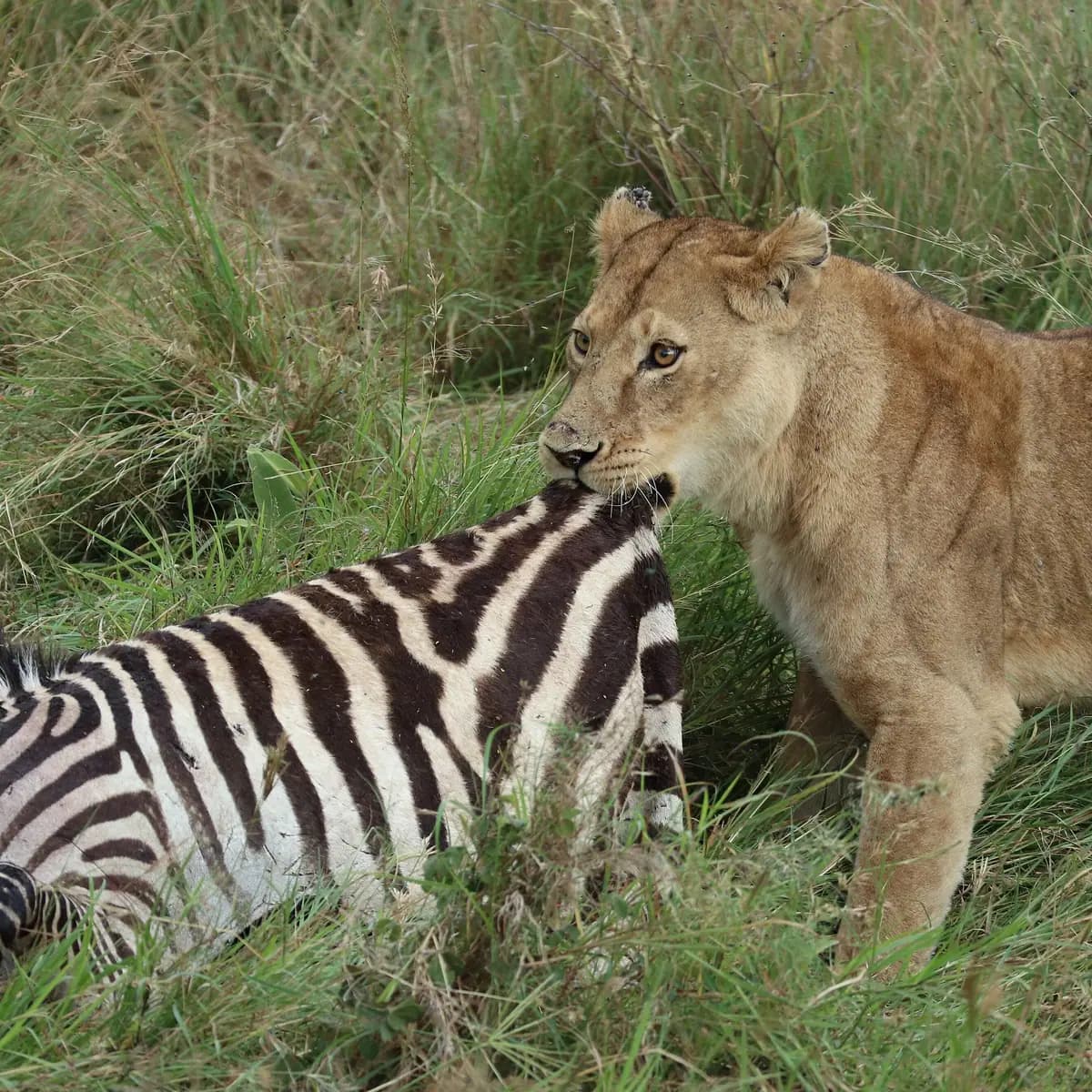 Lion cub at a zebra kill