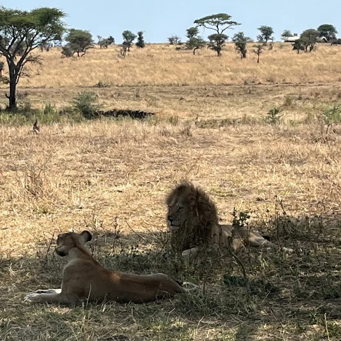 Lions resting under a tree