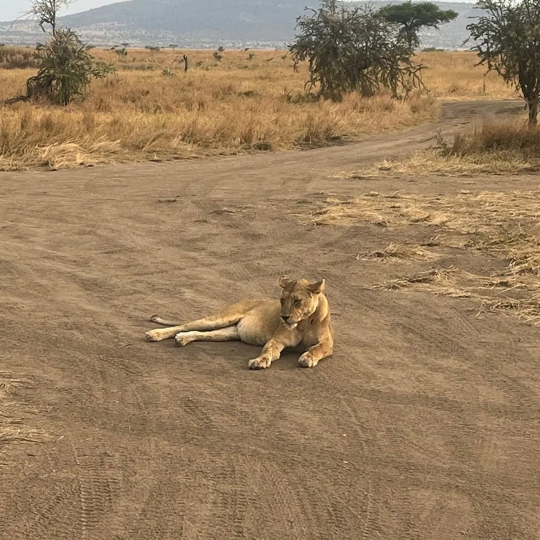 Lioness on the track